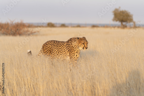 Canvas Print cheetah in the African savannah waiting for prey Namibia.