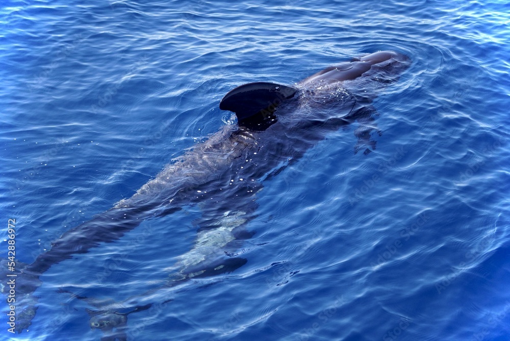 Fototapeta premium Pilot whales in water