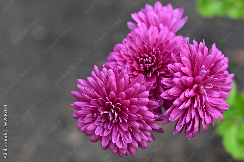 Chrysantheme Chrysantheme
