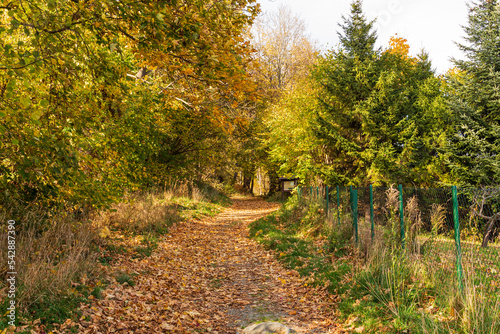 Autumn forest road leaves fall in ground landscape on autumnal background in November