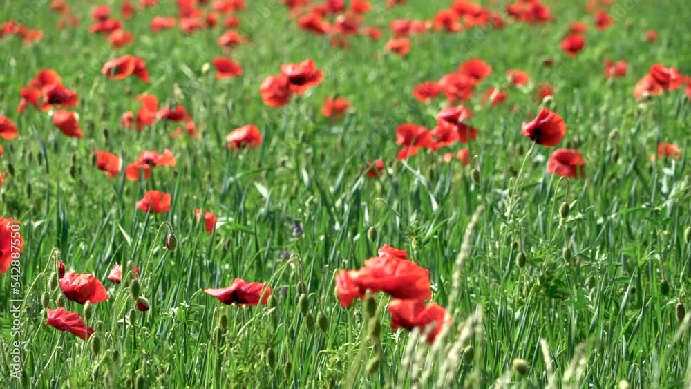Papaver rhoeas red poppy flowers rustle in the wind on bright day, field closeup Papaver rhoeas red poppy flowers rustle in the wind on bright day, field closeup