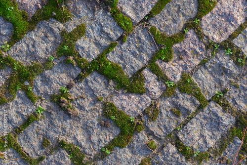 Moss between paving blocks. Paving slabs. Old paving stones