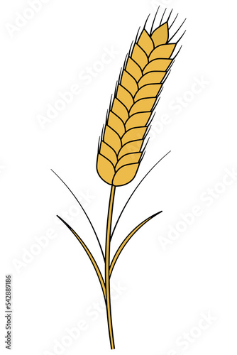 Ear of wheat. Golden rye. Cereal crop necessary for the manufacture of flour. Color vector illustration. Isolated background. Cartoon style. Summer harvest. Seasonal product. Idea for web design.