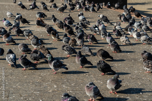 A lot of pigeons on the street under the sun