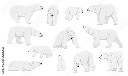 Collection of polar bears. Adult polar bears and cubs stand, walk, lie down and hunt. Wild animals of the Arctic and the Arctic Circle. Realistic vector animal © AnnstasAg