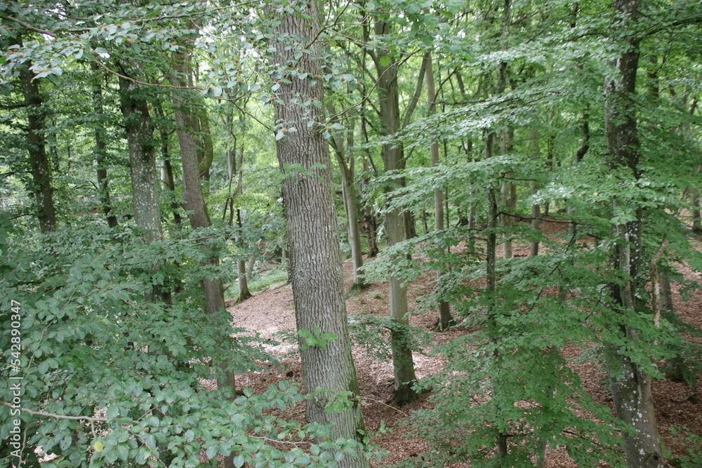 Obraz premium tree in the woods