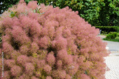 Beautiful blooming scumpia tree in summer garden. skumpia - Cotinus coggygria.