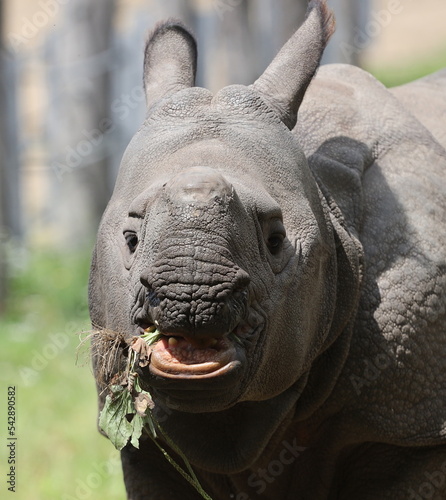 Close up photo of a young indian rhino happily eating vegeable. photo