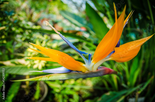 beautiful Bird of Paradise flower (Strelitzia reginae) isolated in green background,