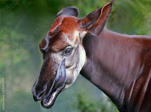 Portrait of an okapi, tongue out.