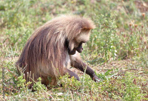Gelada (Theropithecus) or bleeding-heart male monkey looking for food. photo