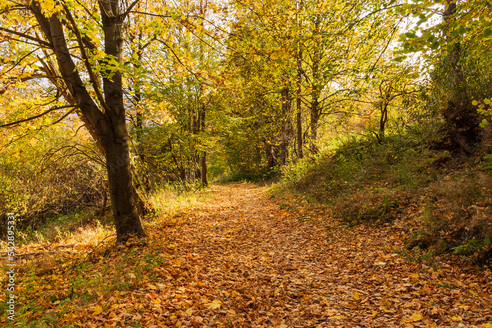 Autumn forest road leaves fall in ground landscape on autumnal background in November Autumn forest road leaves fall in ground landscape on autumnal background in November
