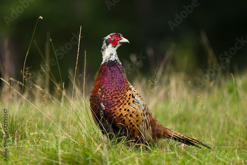 Young adult common pheasant, UK game bird photo
