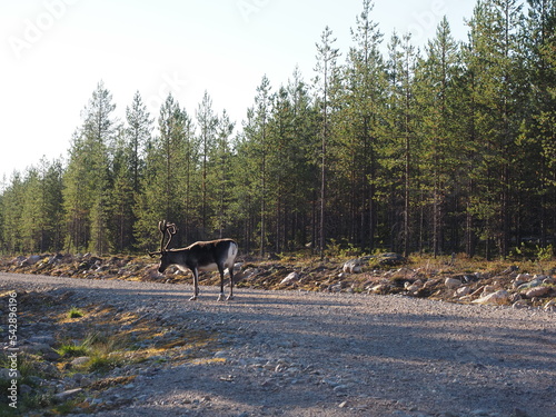 Renntier Schweden Natur Wälder und Seen
