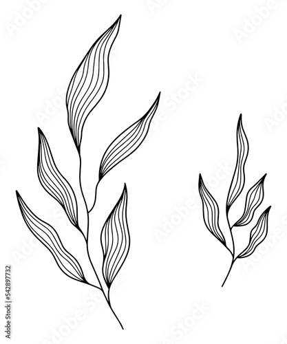 Engrave style botanical plant leaves line art