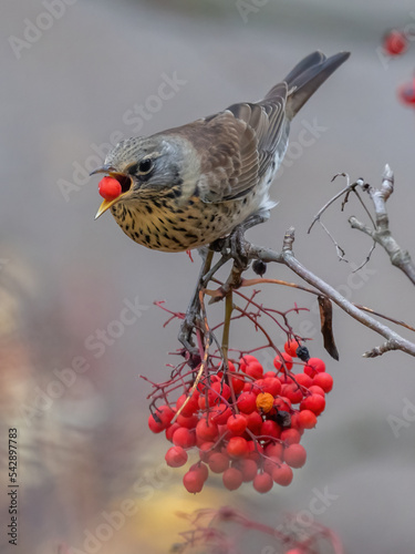 thrush bird eats rowan seeds