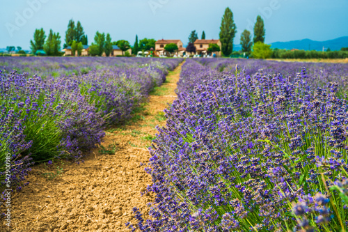Cultivated fields and flowers on the slopes of Monte Subasio. Assisi
