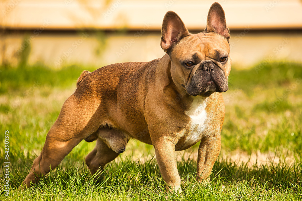 Male French bulldog in natural position in the garden Male French bulldog in natural position in the garden