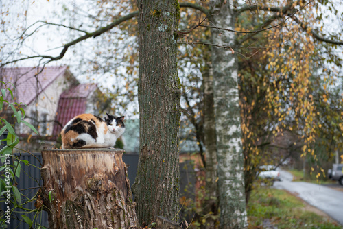 The cat is sitting on the street. Domestic cat went for a walk on the autumn garden. The cat poses for the photographer on the wooden stump