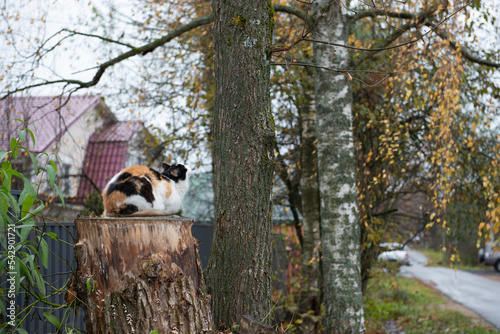 the village cat sits on a stump