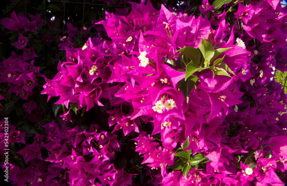 Coloured Bougainvillea