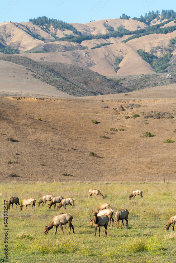Fototapeta premium Deers grazing by the Route 1 near Cayucos, California, USA