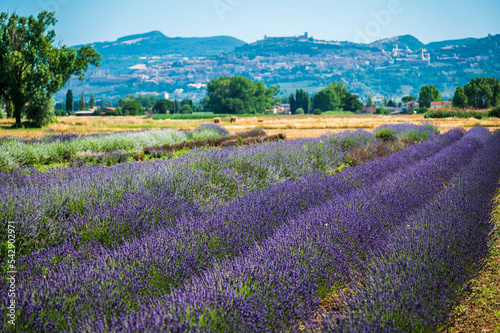 Cultivated fields and flowers on the slopes of Monte Subasio. Assisi