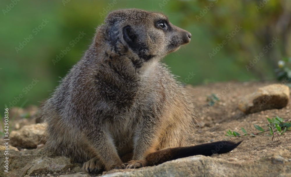 Fototapeta premium Suricate vue de profil