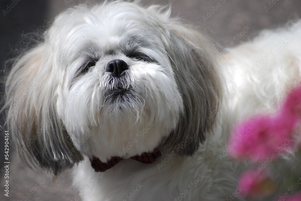 shih tzu dog Luna shih tzu dog Luna