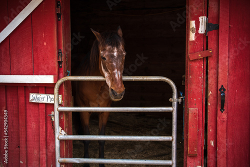 Old Horse in Red Bard