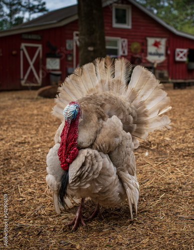Big Turkey on Farm