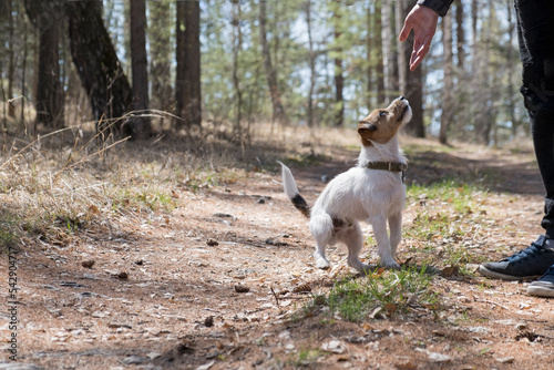 Jack Russell asks for a treat from his owner on a walk in the park. A beautiful little dog asks for a treat during training. White and brown terrier on a walk in the forest waiting for a treat