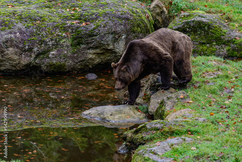brown bear  ursus arctos in a lake in the german national park bayerischer wald