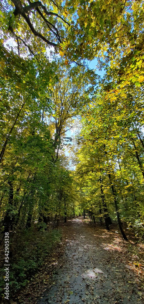 Naklejka premium Colorful leaves on trees during a walk in Park Julianowski on a sunny autumn day, Lodz, Poland.