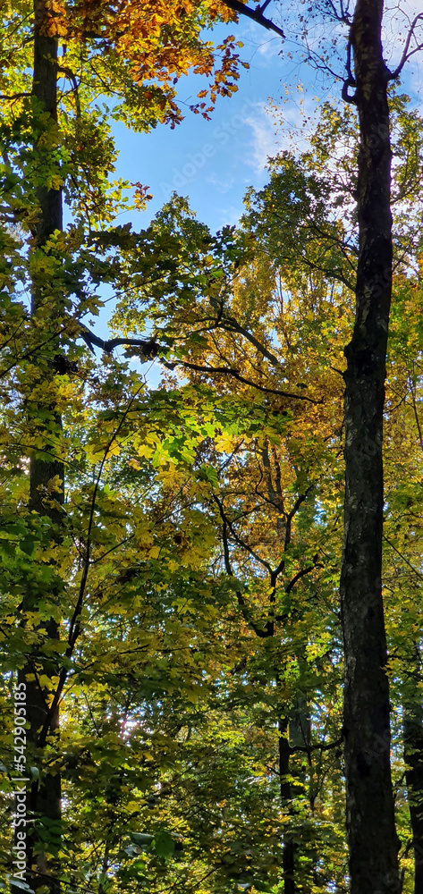 Colorful leaves on trees during a walk in Park Julianowski on a sunny autumn day, Lodz, Poland. Colorful leaves on trees during a walk in Park Julianowski on a sunny autumn day, Lodz, Poland.