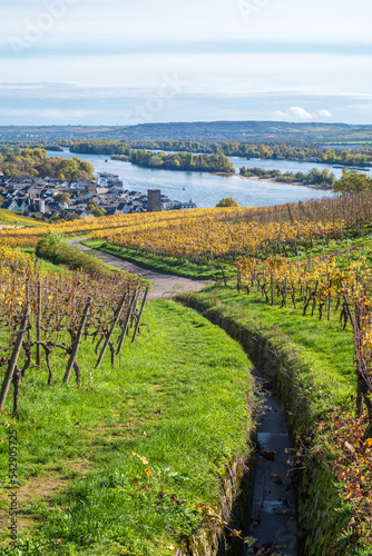 weinberge oberhalb von rüdesheim