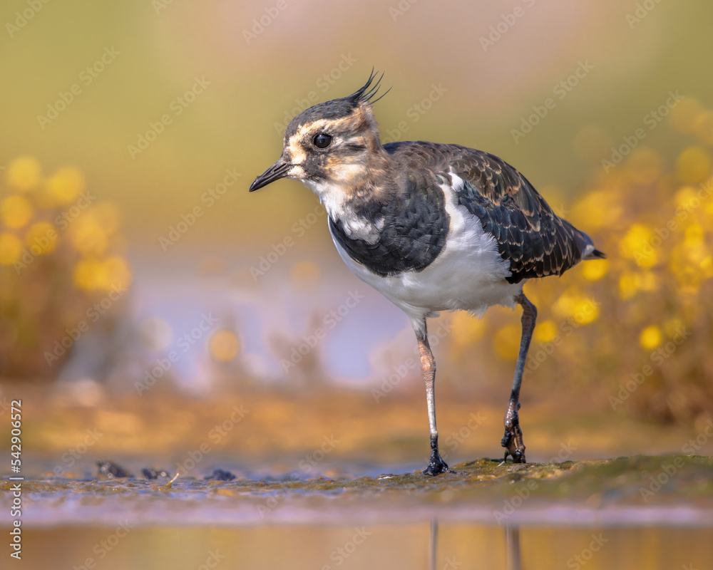 Female Northern lapwing wading in shallow water