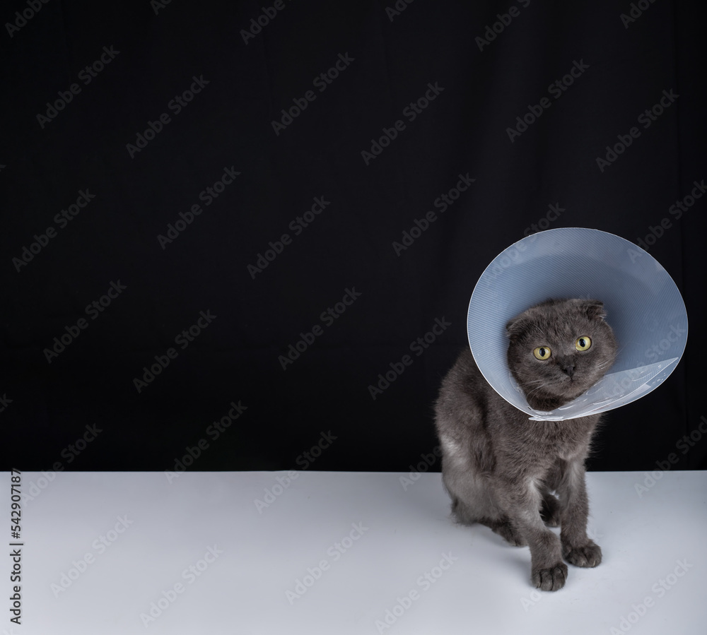 Foto de gray cat with a pet cone sitting on a table. cat's face who