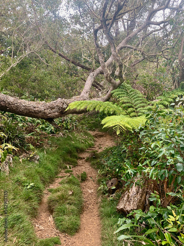 Paysage de forêt et de jungle sur l'île de la Réunion © C.WILL