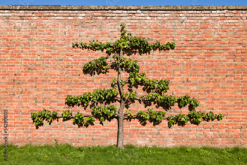 Espalier fruit tree (pear) against brick wall in UK garden
