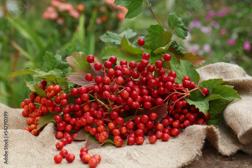 Branch of viburnum with ripe berries on table outdoors
