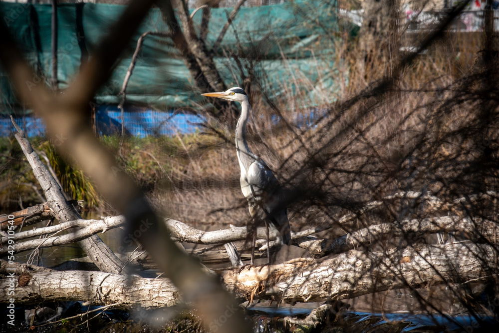 Grey heron, Ardea cinerea in his natural habitat. Grey heron, Ardea cinerea in his natural habitat.