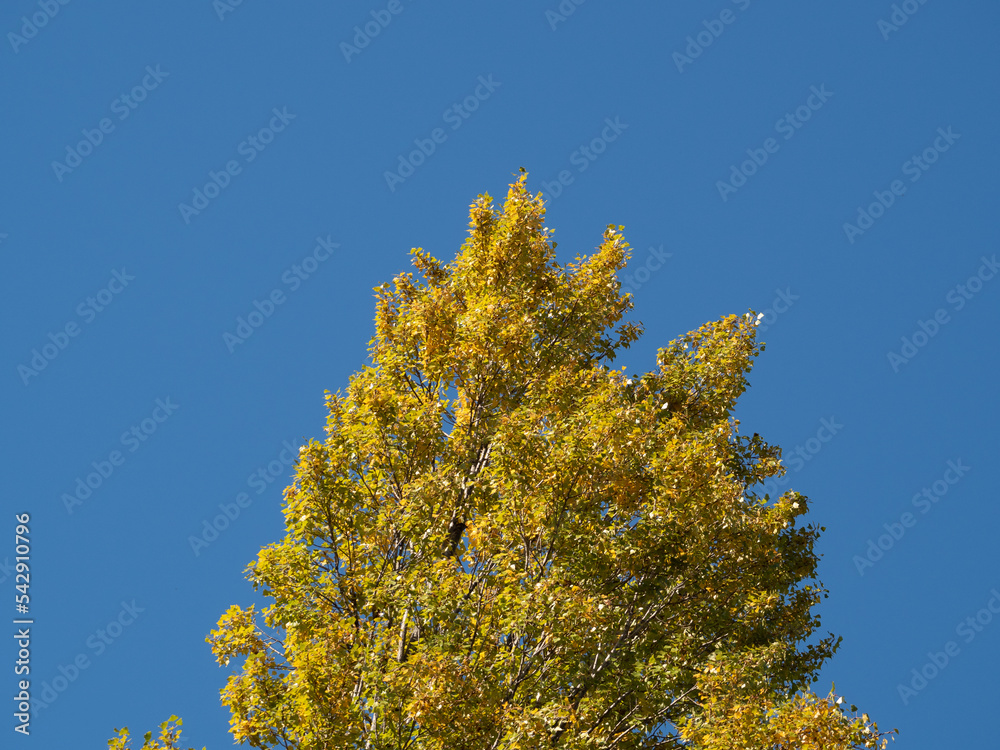 Fototapeta premium 黄葉した樹木