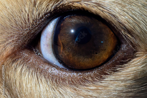 eye auge