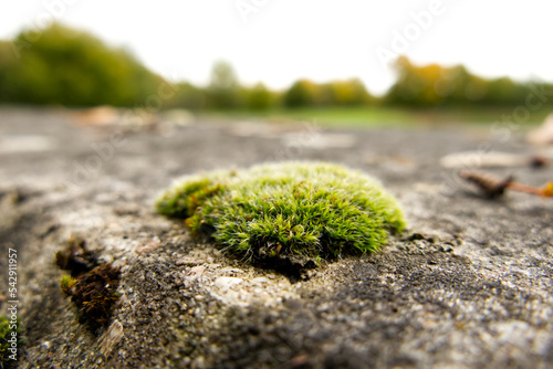 A small patch of moss growing on a weathered concrete wall, with bokeh trees in the background. Short depth of field and selective focus on the front part of the moss.