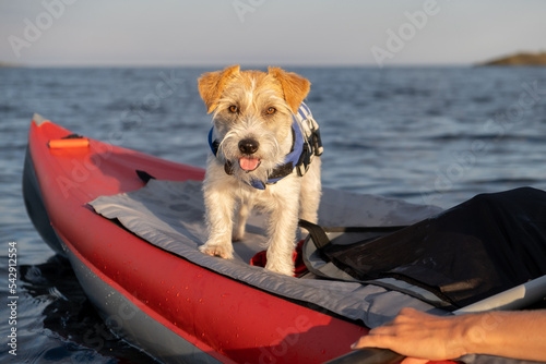 Portrait of a Jack Russell Terrier in a blue life jacket on the bow of a red boat. The dog stands on the background of the lake and the forest. Blur for inscription