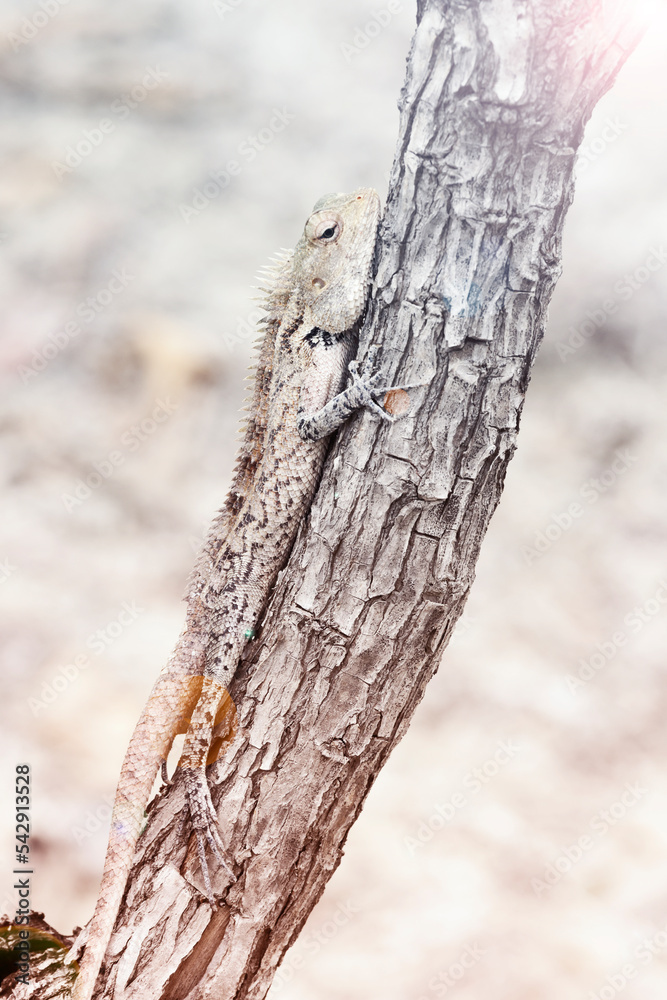 Obraz premium lizard on tree. vacation , wildlife, background and wallpaper concept. selective focus 