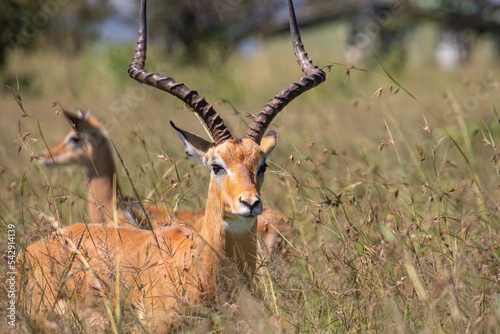 impala looking into the camera in the grassland savannah