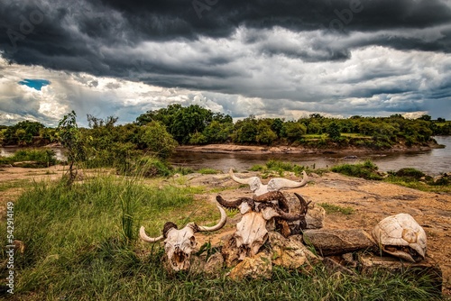 wildebeest skull and tortoise empty shell in dark clouds near a river