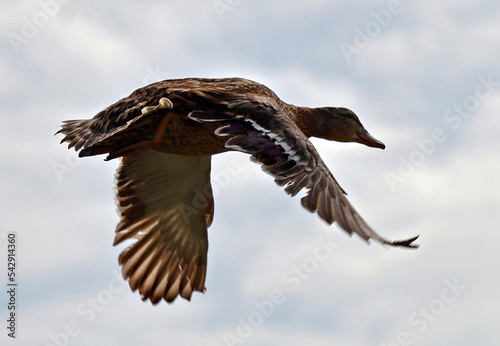 Flying mallard duck. © Ibolya